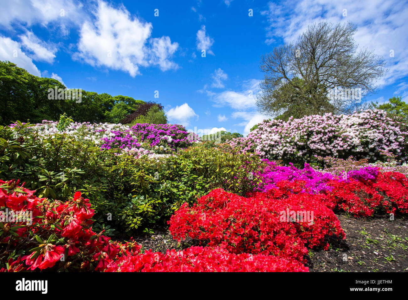 Rhododendron at Temple Newsam Stock Photo