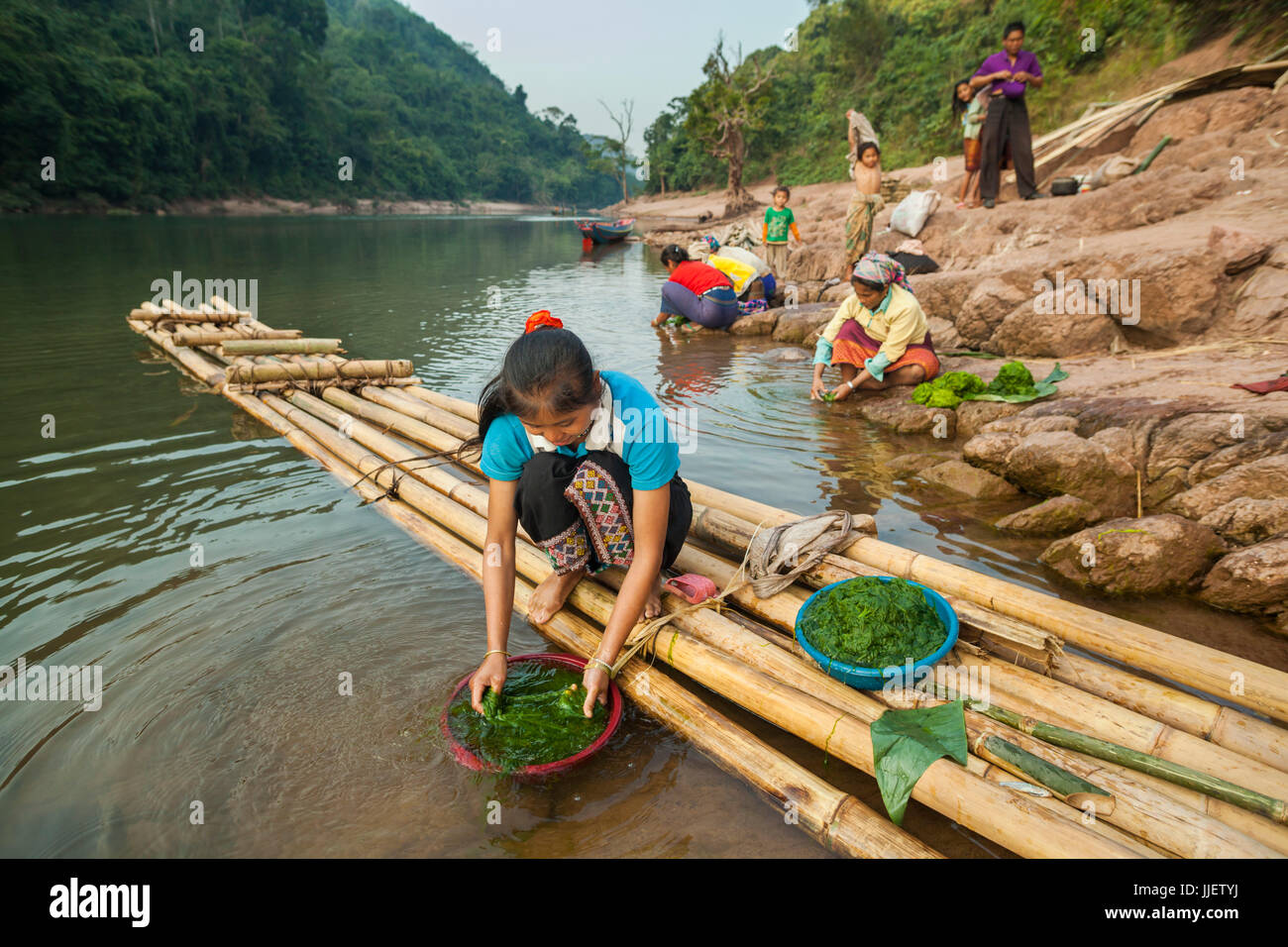 Women collect rock river weed (Cladophora sp.) on the shore of the Nam Ou River in Ban Phu Muang, Laos. The green algae is commonly eaten as a delicacy, either boiled or dried in sheets. Stock Photo