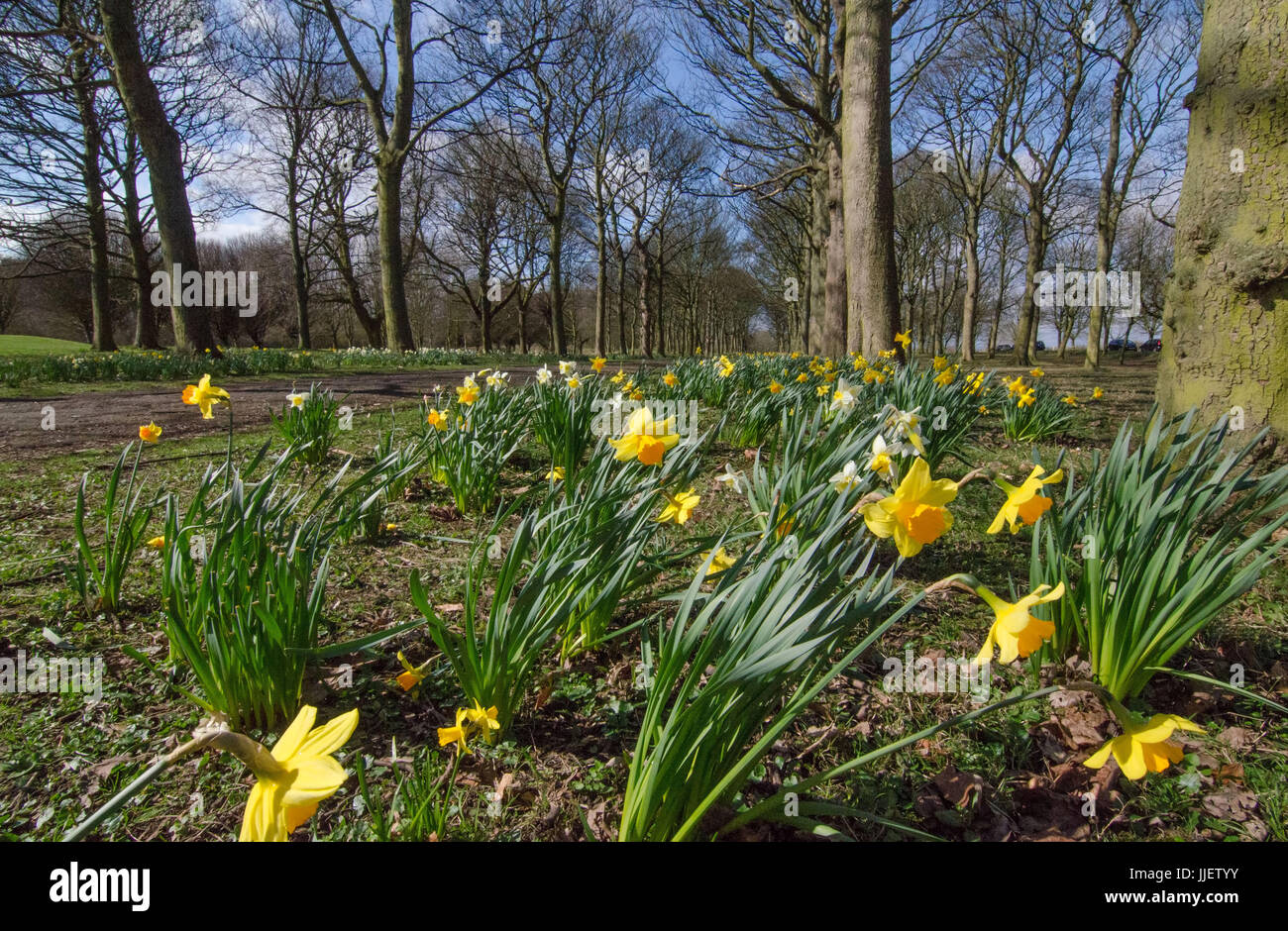 Daffodils at Temple Newsam Stock Photo