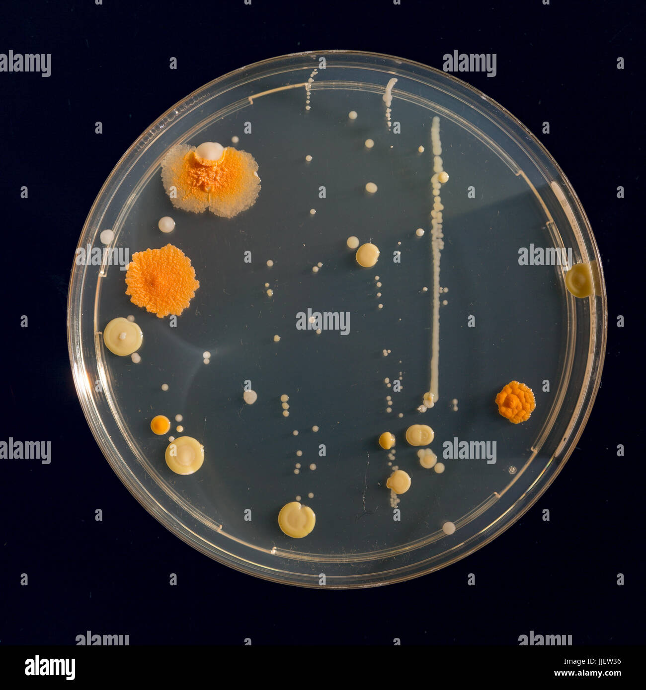 petri dish samples with bacteria and fungal colonies Stock Photo