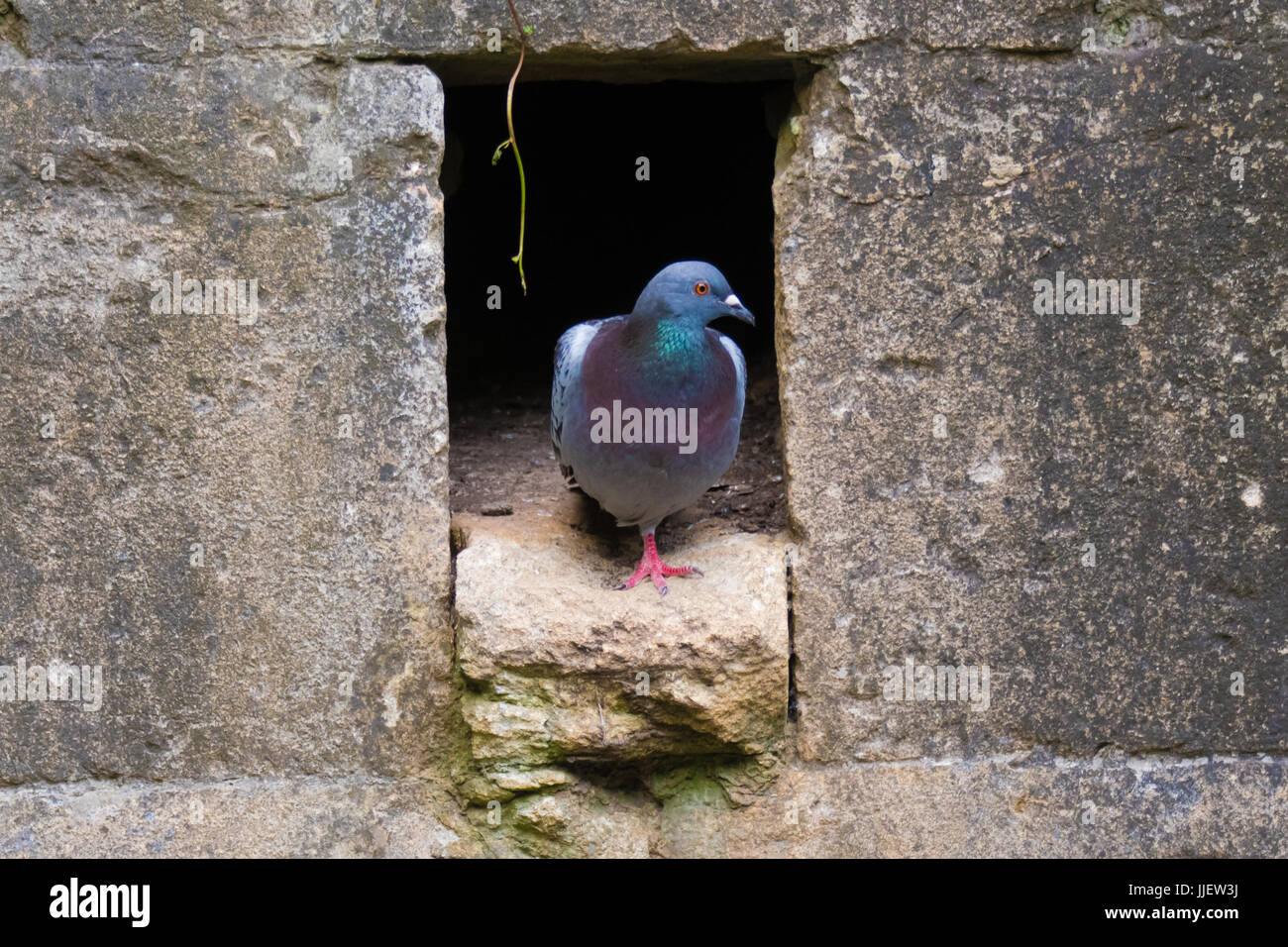 Feral pigeon (Columba livia) emerging from nest hole in wall. Attractive rock dove or rock pigeon, in the family Columbidae, standing by crevice Stock Photo
