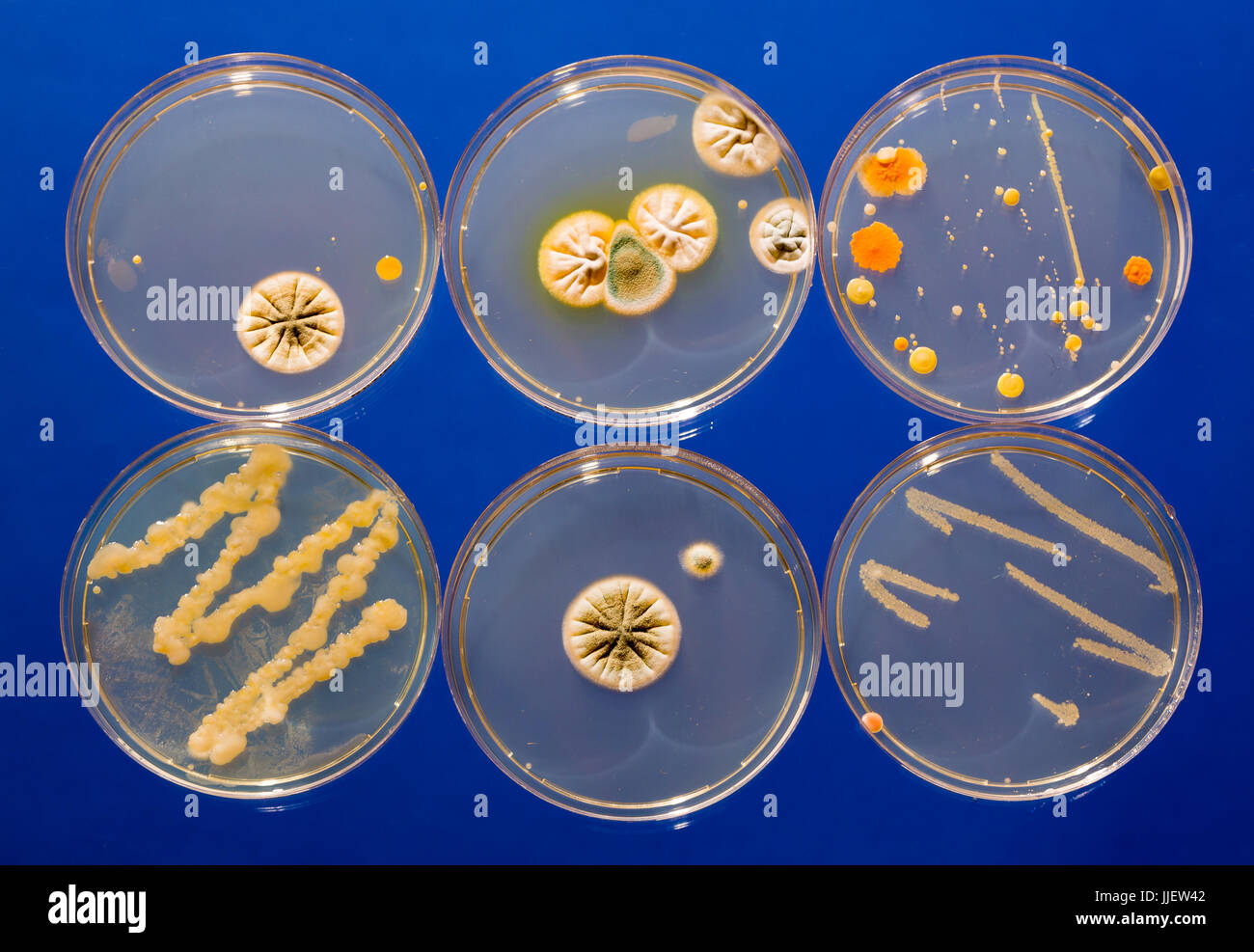 petri dish samples with bacteria and fungal colonies Stock Photo