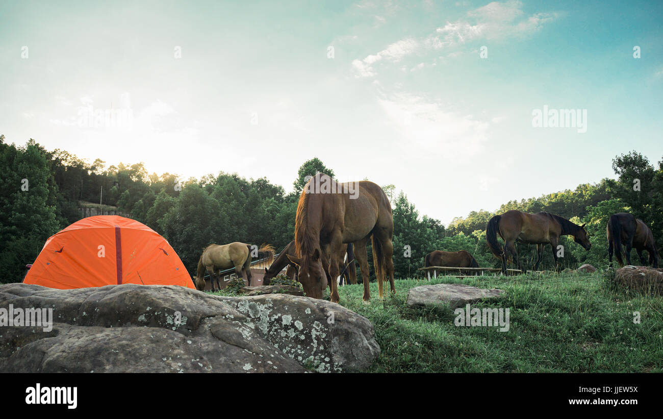 Camping site with Horses in Arkansas. Stock Photo