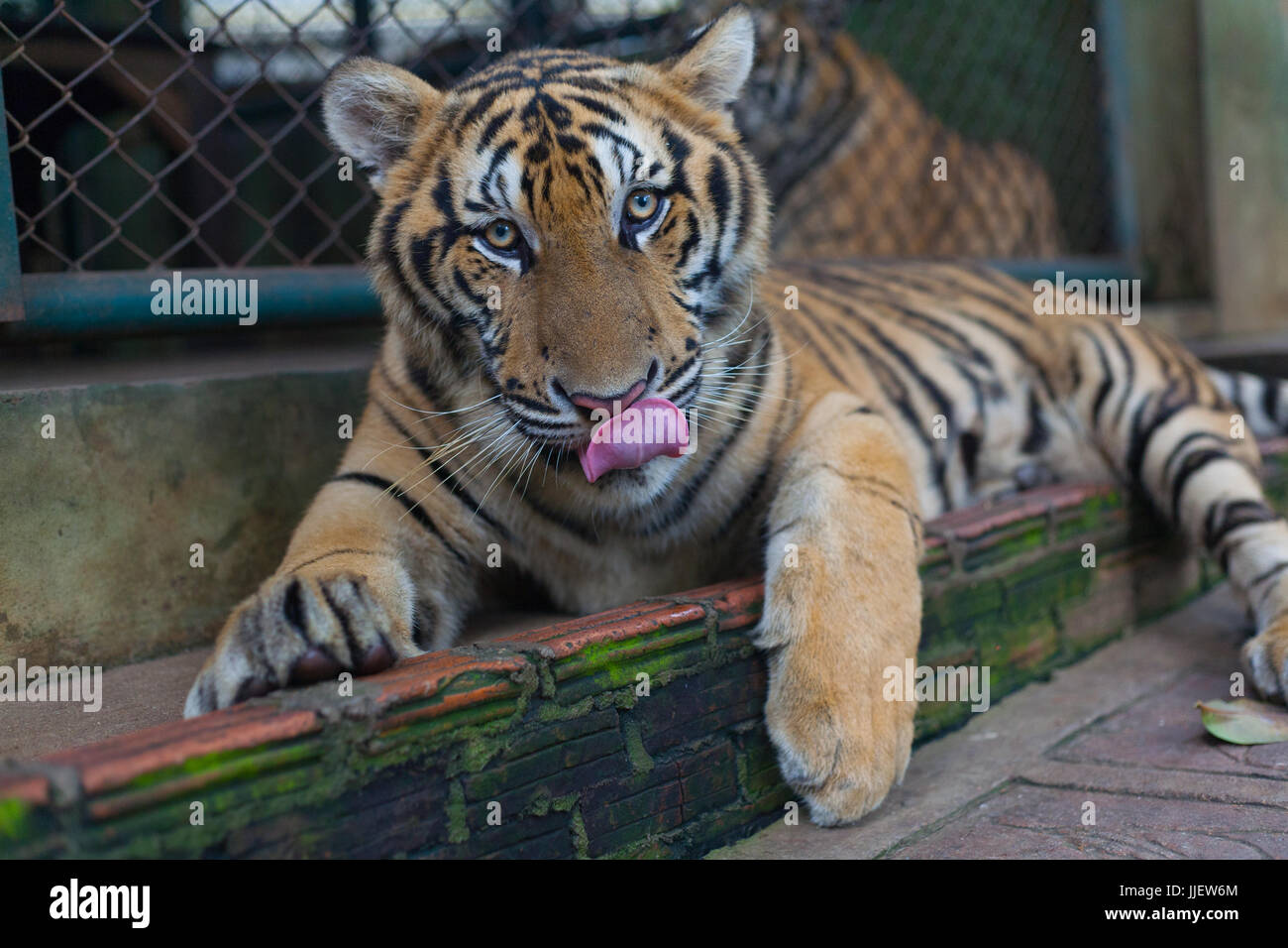 Tiger tongue hires stock photography and images Alamy
