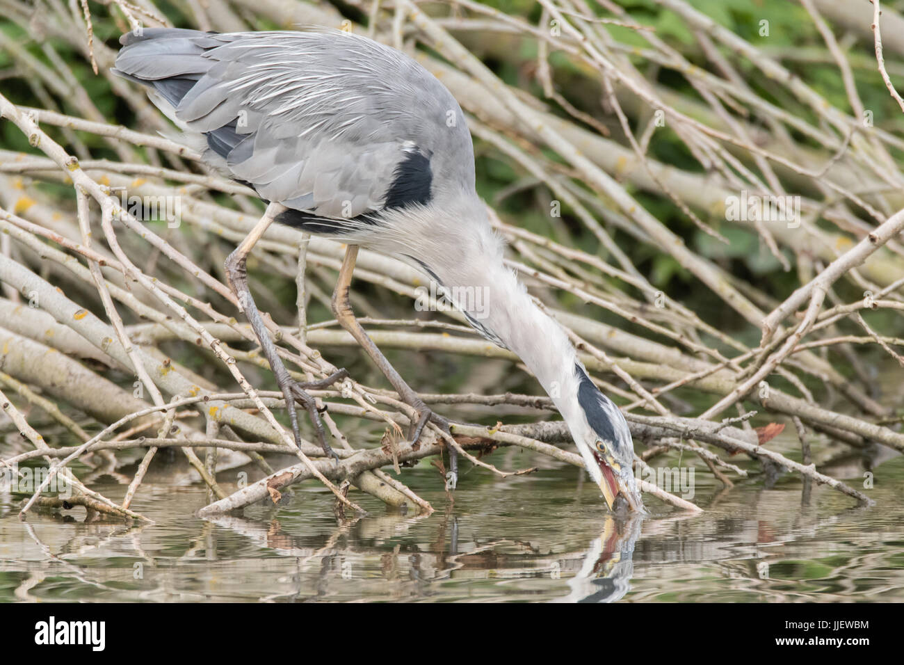 Grey heron (Ardea cinerea) drinking with fish in beak. Large bird in the family Ardeidae, with perch (Perca fluviatilis), taking water to help swallow Stock Photo
