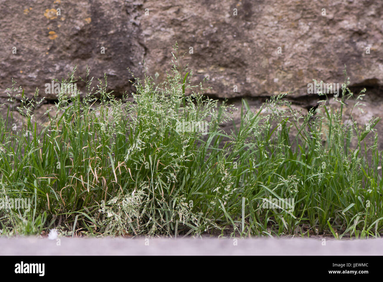 Annual meadow-grass (Poa annua) plants in flower. Abundant sprawling grass in the family Poaceae flowering against wall in British countryside Stock Photo