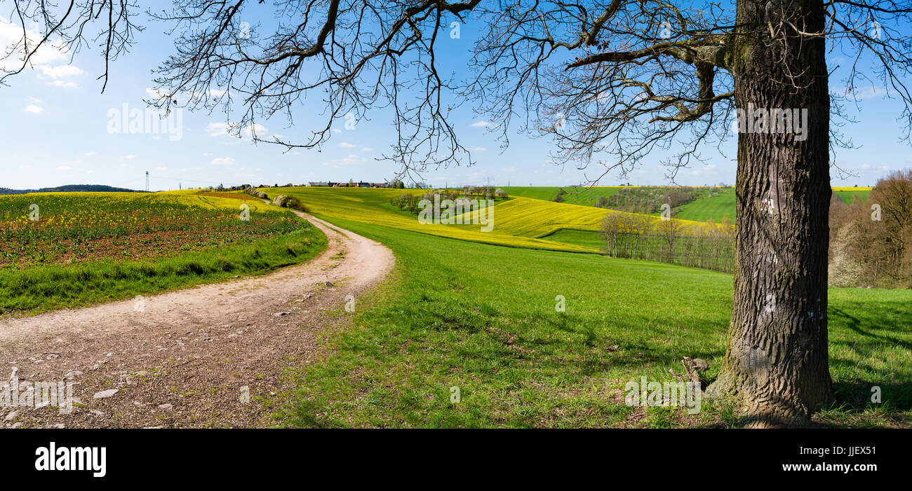 green summer field in in Kansas Stock Photo