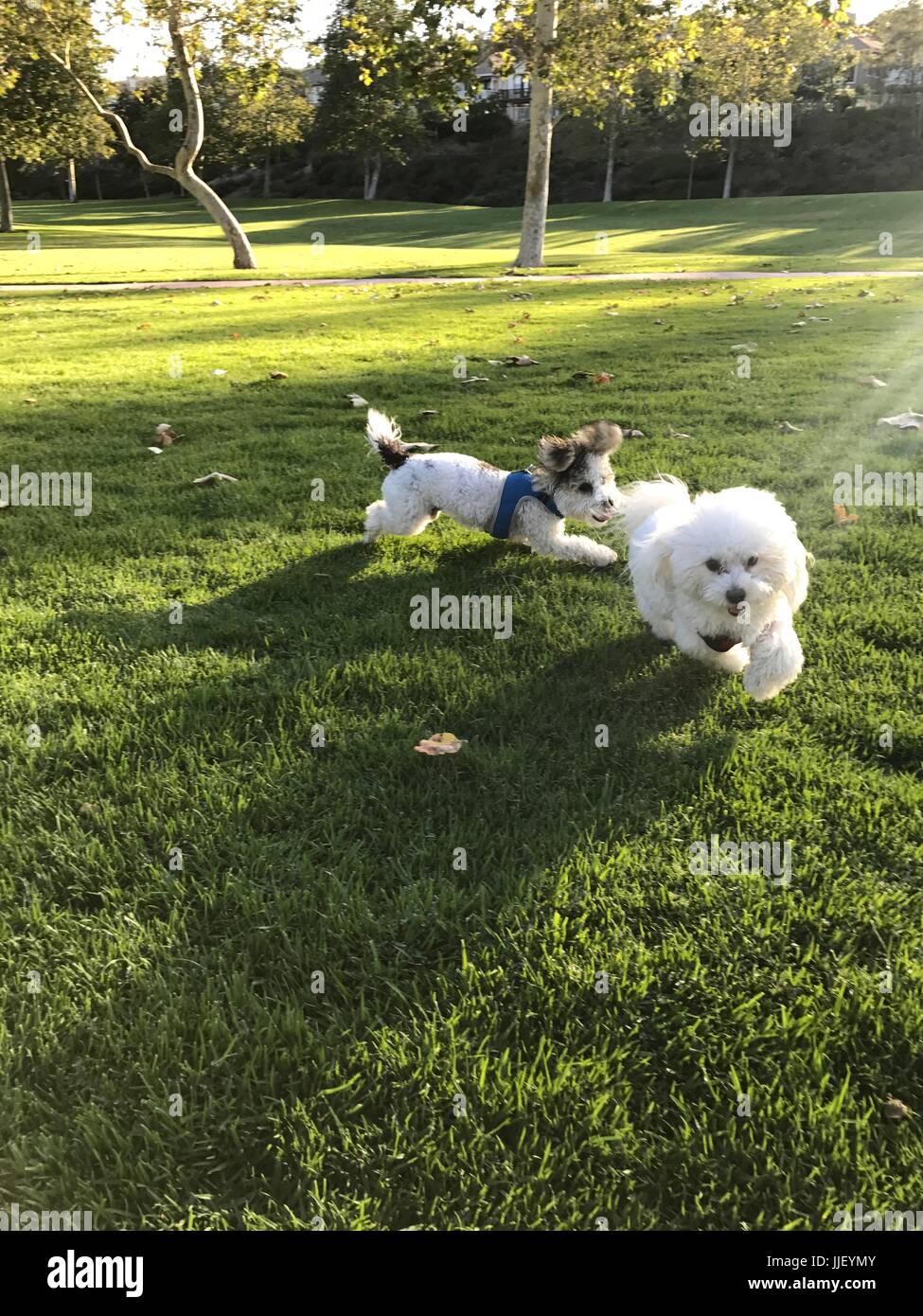 Two dogs playing n the park, Orange County, California, America, YSA Stock Photo
