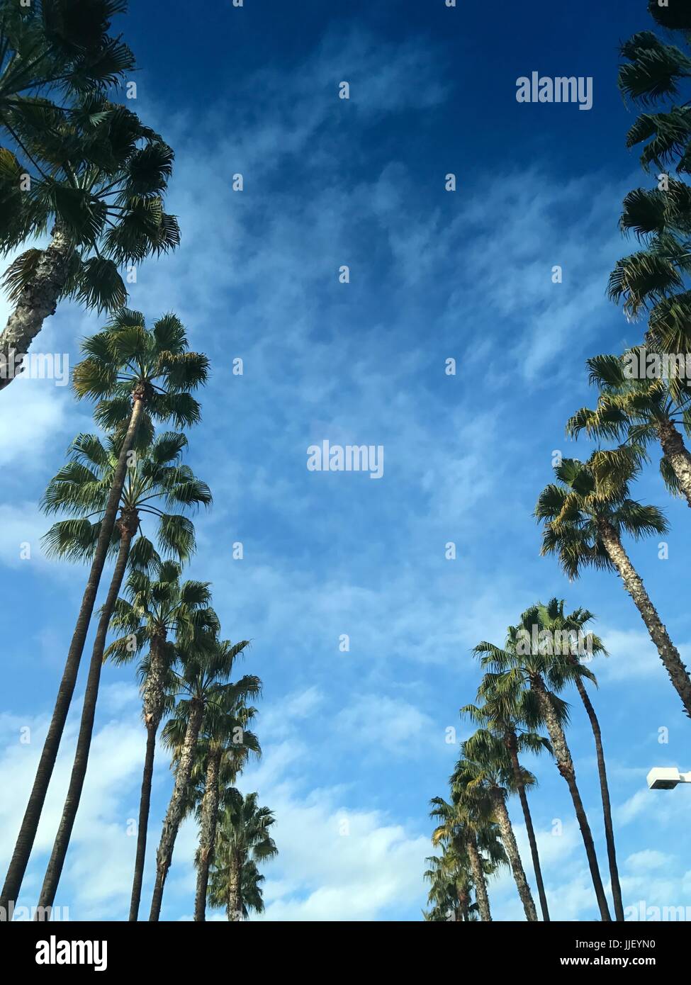 Low angle view of palm trees, Orange County, California, United States Stock Photo