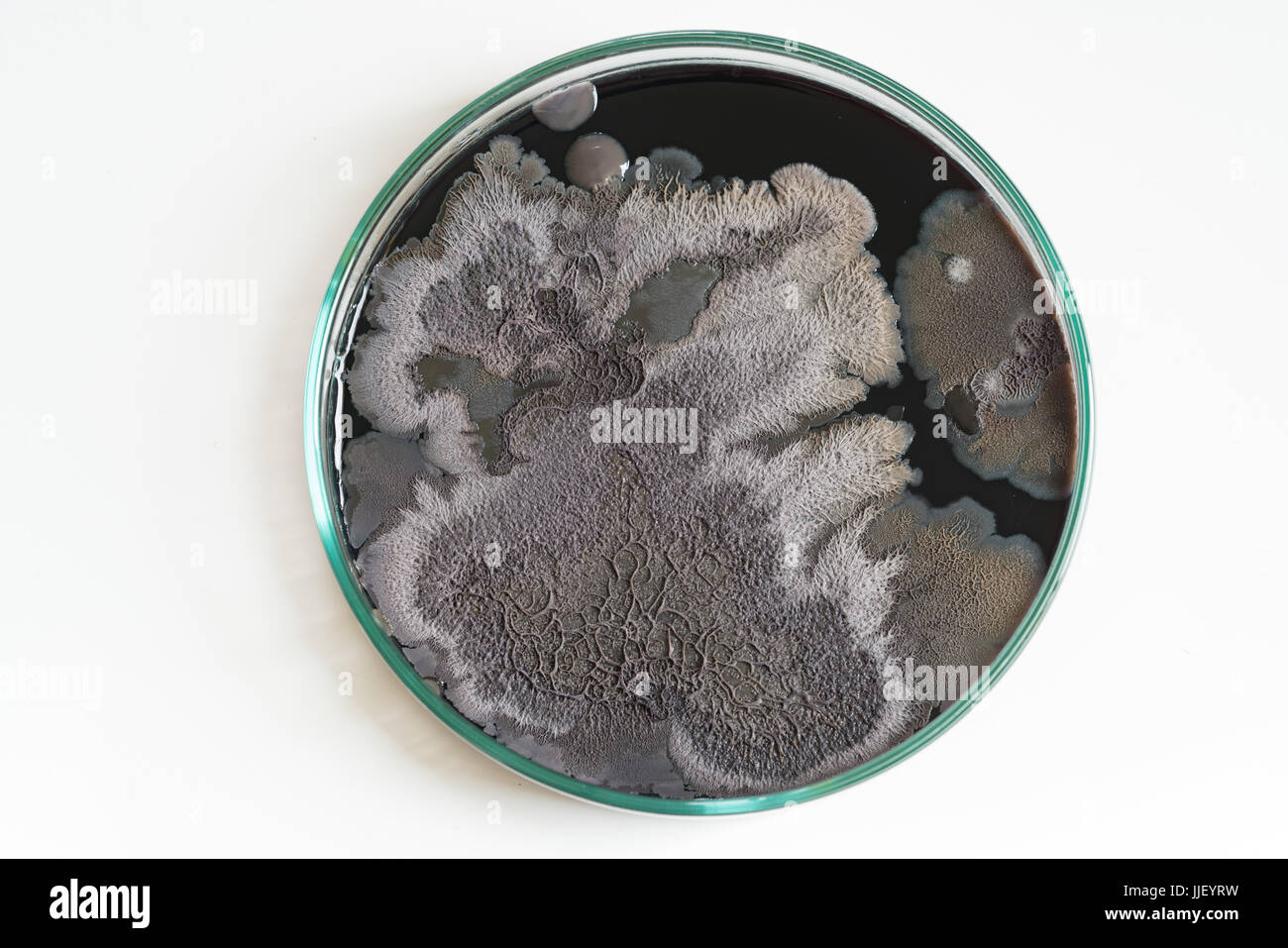 Toxic Black Mold In Petri Dish