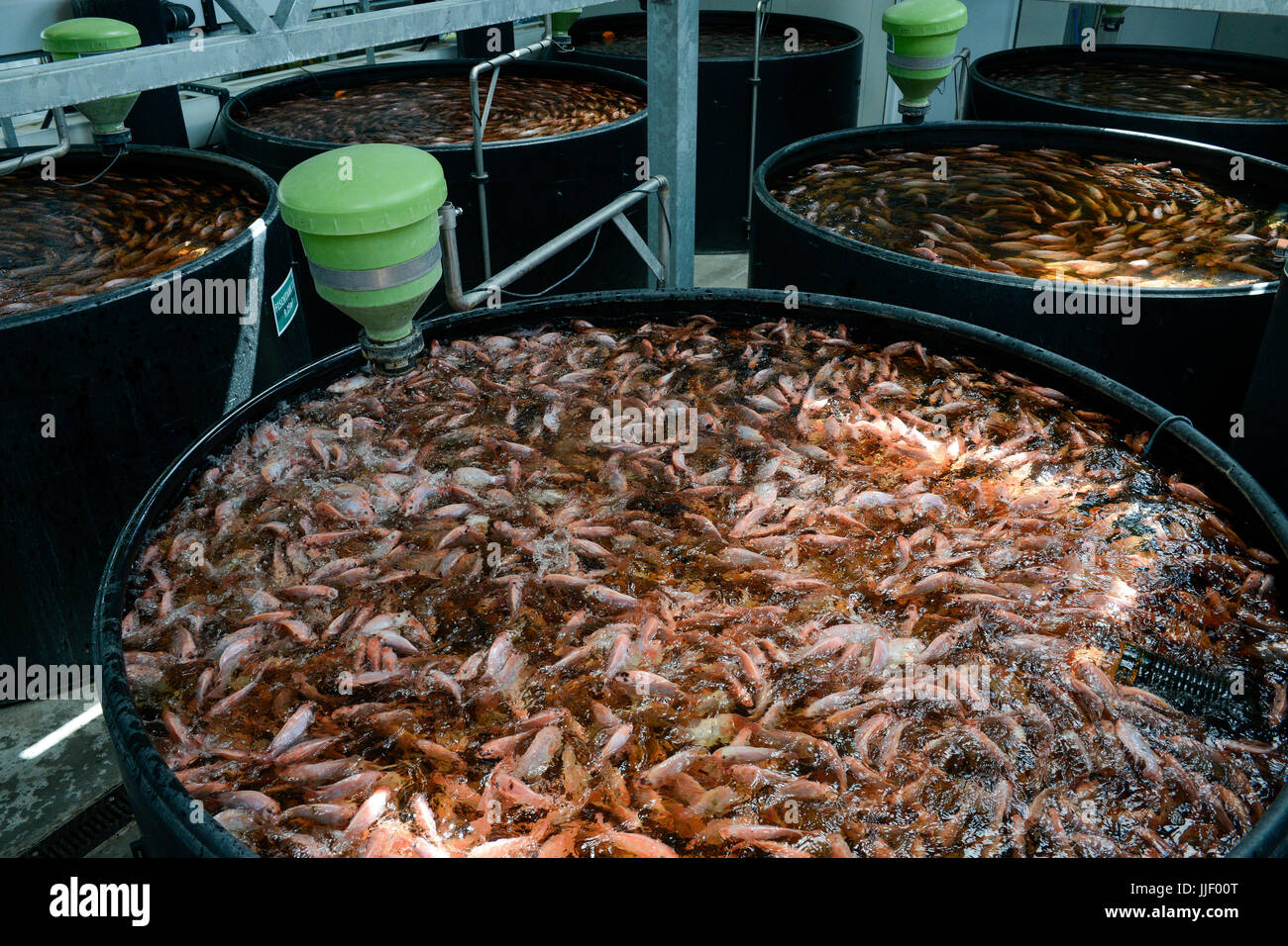 GERMANY, Berlin, Tilapia fish farm of start up ECF, the fish farm is