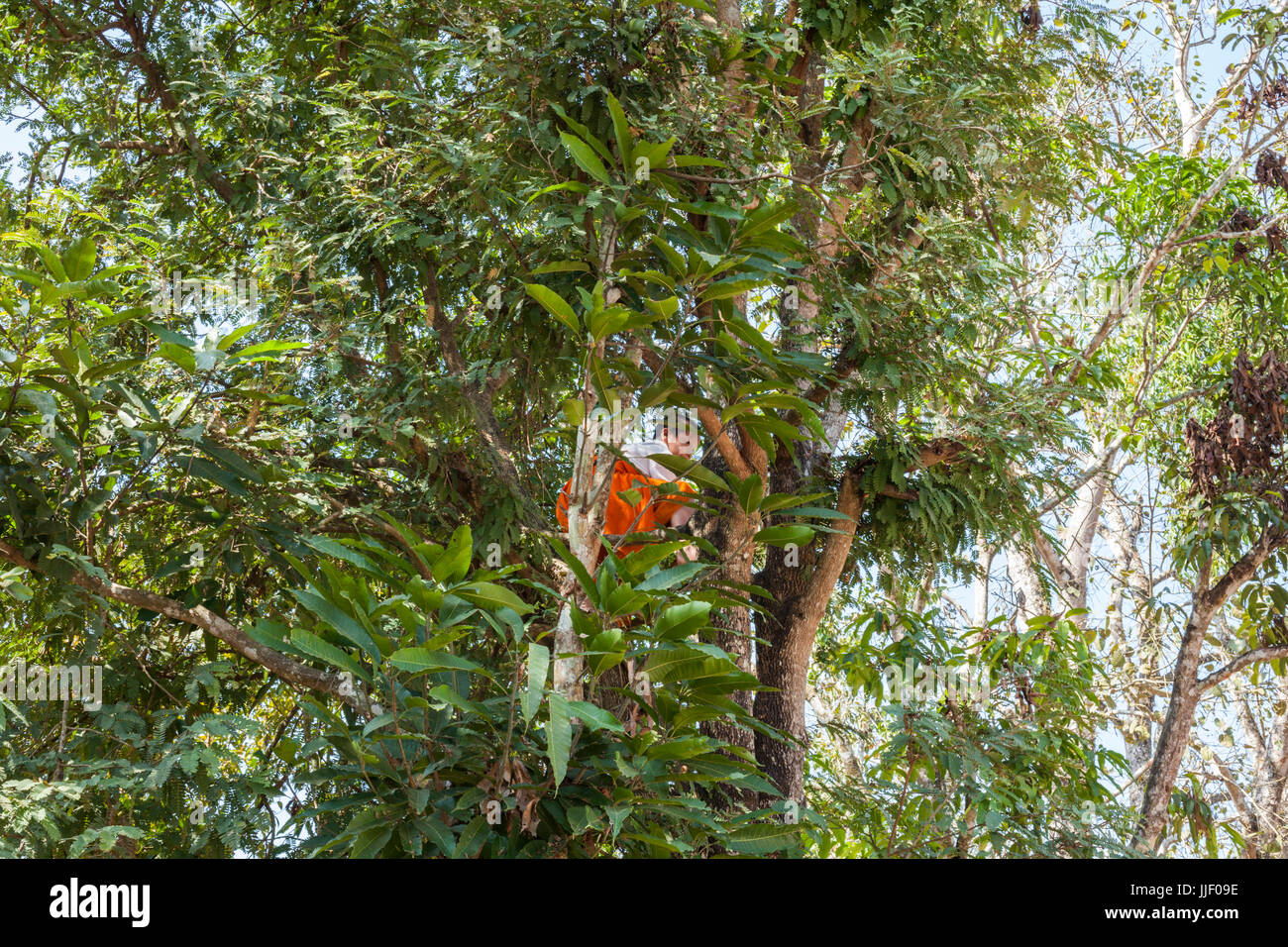 Young Tamarind Tree High Resolution Stock Photography And Images Alamy Young Tamarind Tree High Resolution Stock Photography And Images Alamy