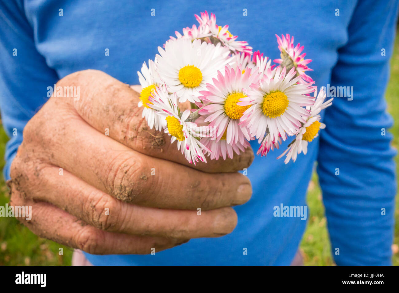 Hand with flowers. Hand of gardener with a bunch of wild flowers. Bunch