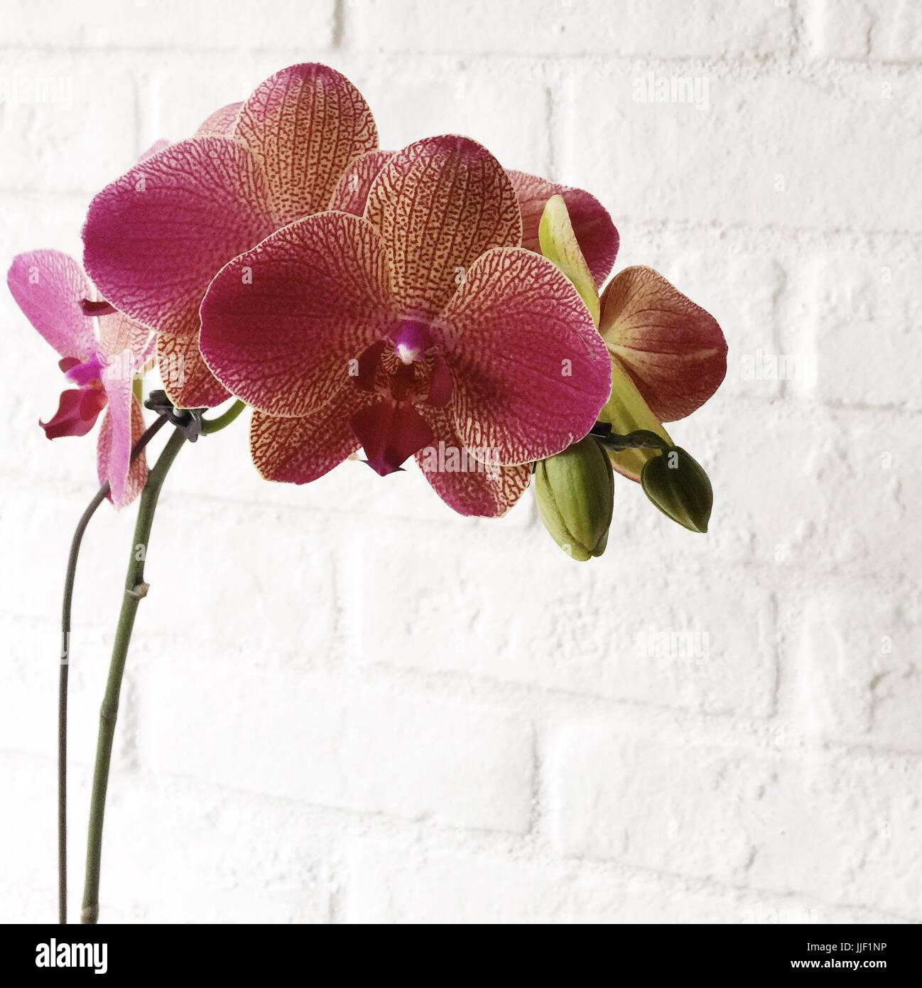 Orchid flowers against white brick wall Stock Photo