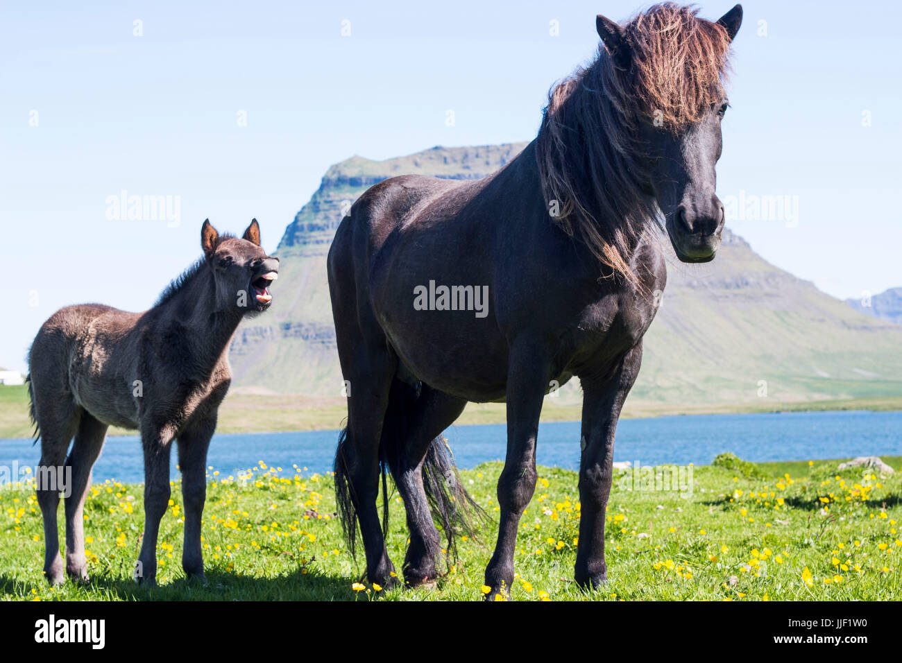 Horse and her foal standing in a field, Iceland Stock Photo
