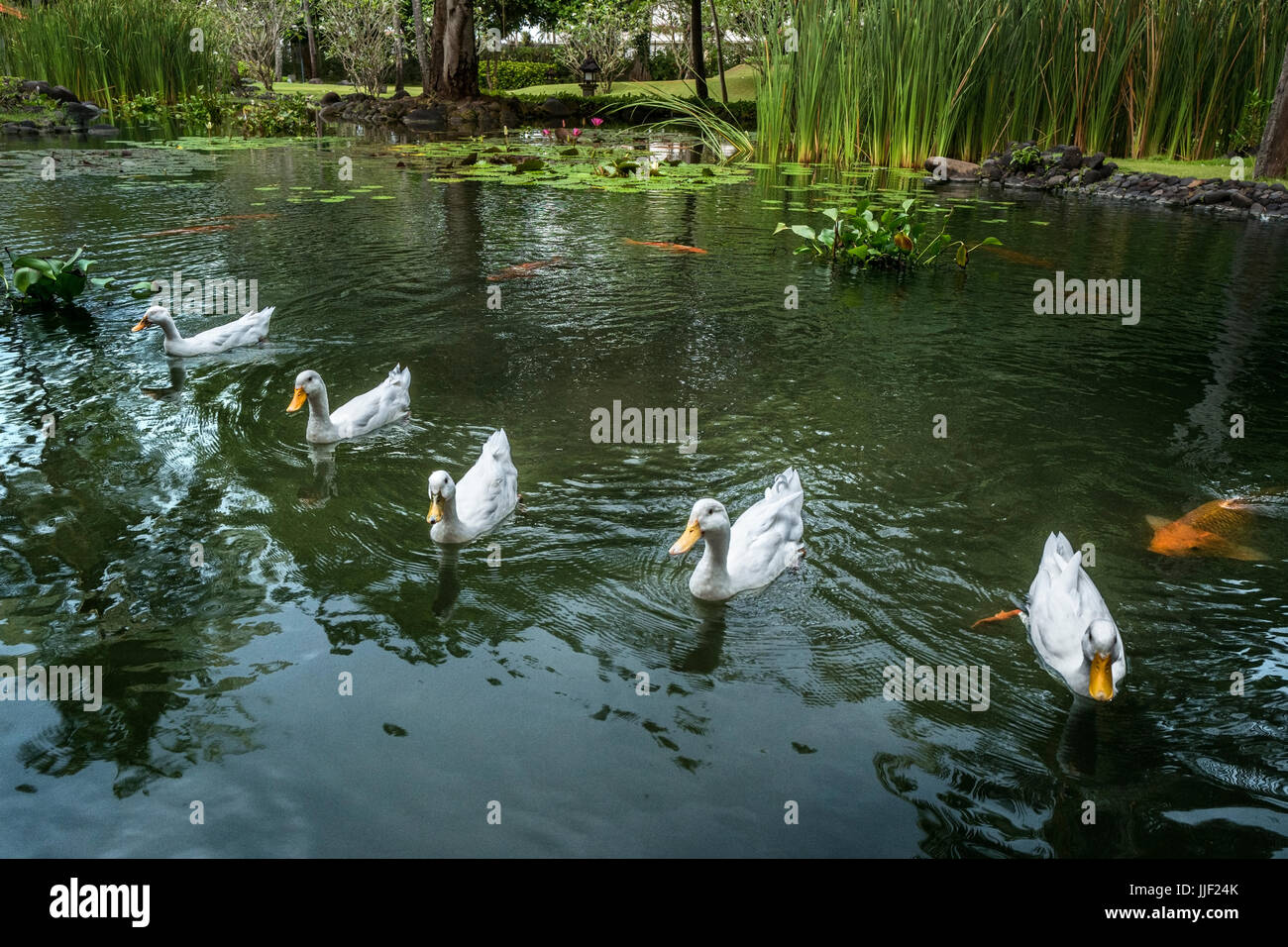 Ducks in a pond, Bali, Indonesia Stock Photo