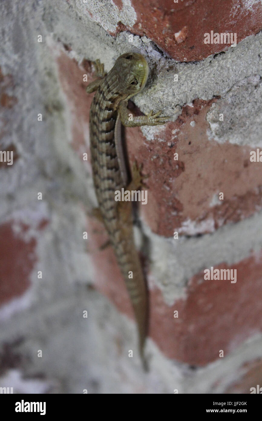 San Francisco alligator lizard relaxing on brick wall Stock Photo