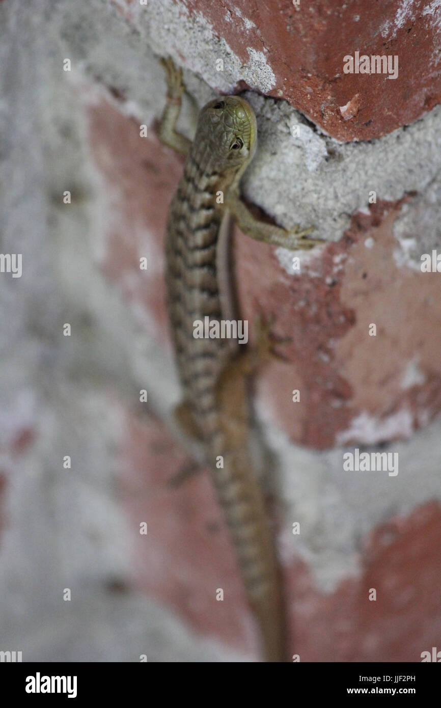 San Francisco alligator lizard relaxing on brick wall Stock Photo