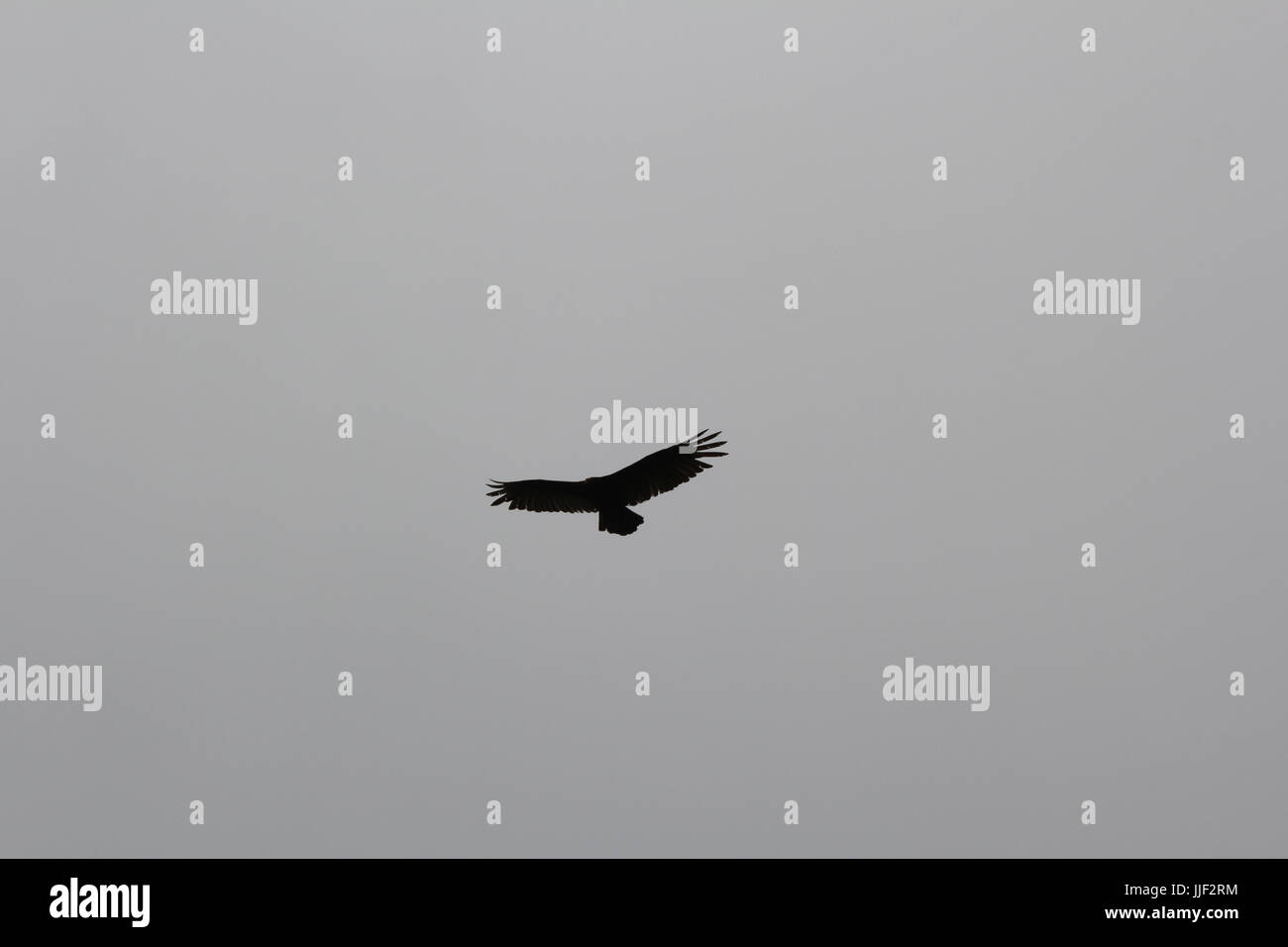 turkey vulture hunting at abbots lagoon california Stock Photo Alamy