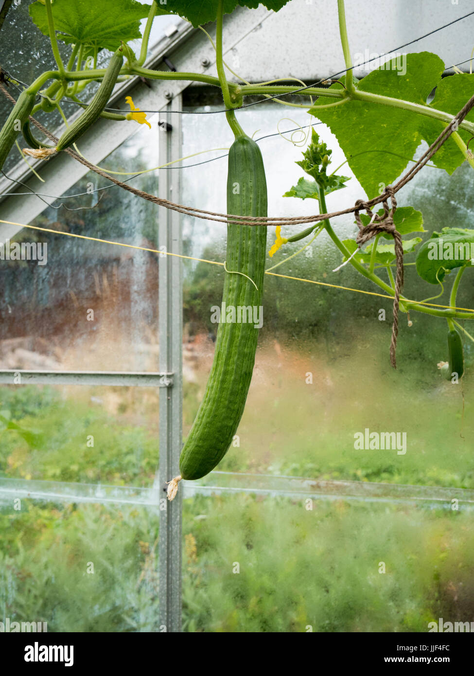 Cucumber plants growing in a domestic or home garden greenhouse Stock Photo