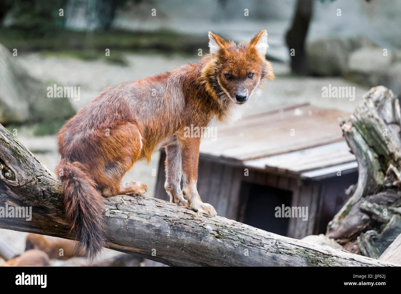 Red wolf sits on a fallen tree Stock Photo
