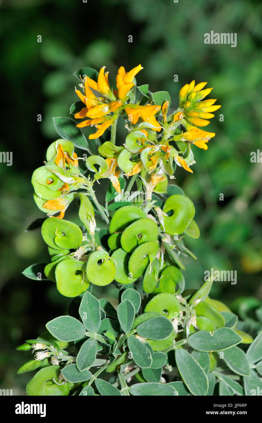 Tree medick, flowers and fruits Stock Photo
