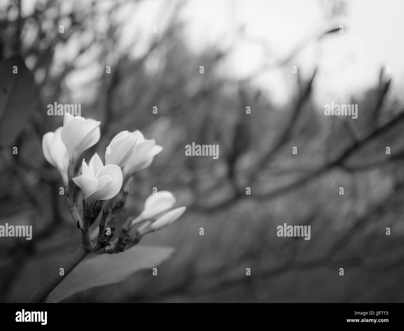 Beautiful flowers image Black and White Stock Photos & Images - Alamy