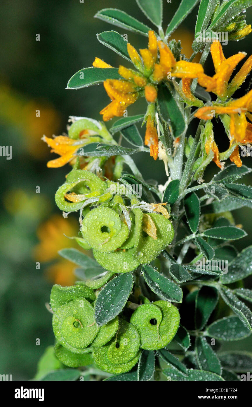 Tree medick, flowers and fruits Stock Photo