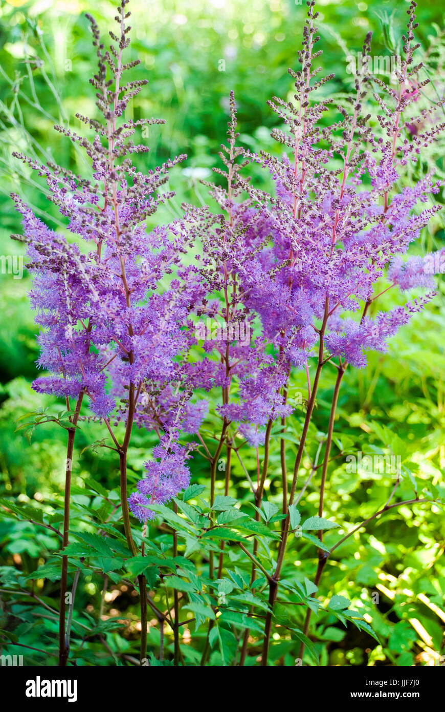 Pink Astilbe Arendsii flowers Stock Photo