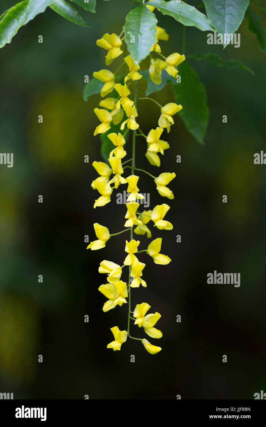 Laburnum anagyroides Stock Photo Alamy