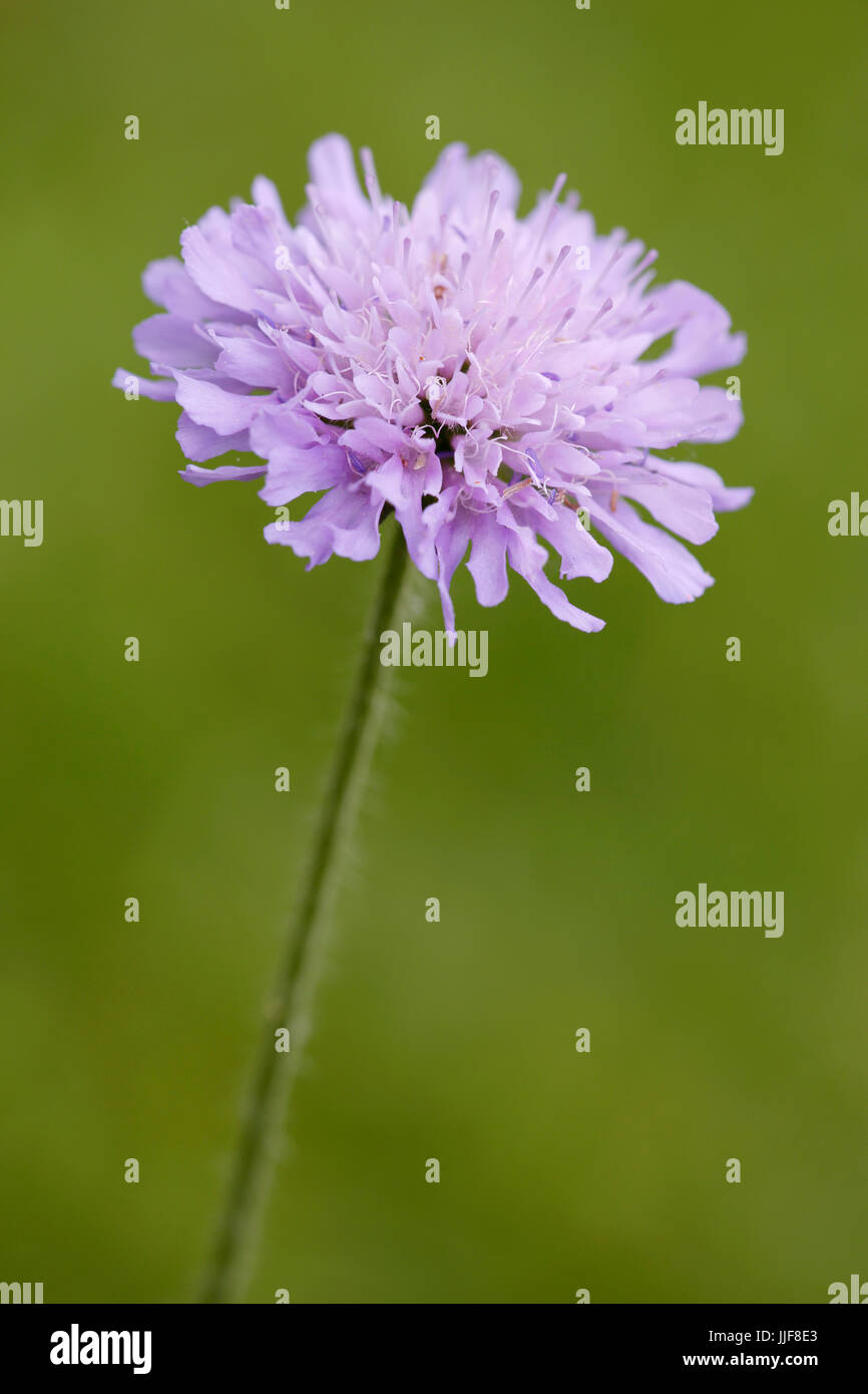 Knautia hi-res stock photography and images - Alamy