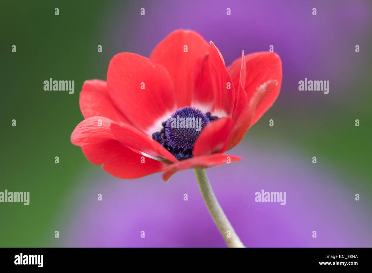 Anemone coronaria - Poppy Anemone Stock Photo - Alamy