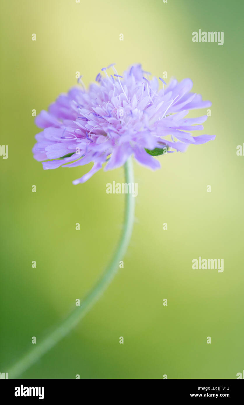 Knautia macedonica Melton pastels Stock Photo