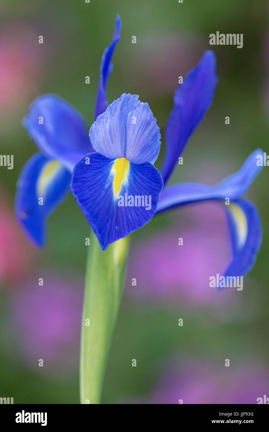 Iris xiphium Dutch Iris Stock Photo Alamy
