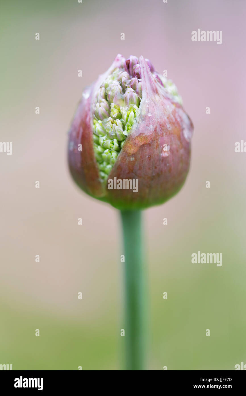 Allium hollandicum - Purple Sensation Allium Stock Photo