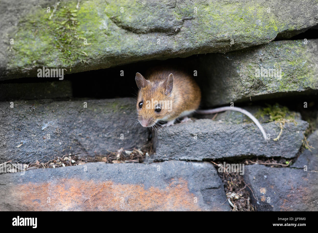 Apodemus sylvaticus - Wood Mouse Stock Photo