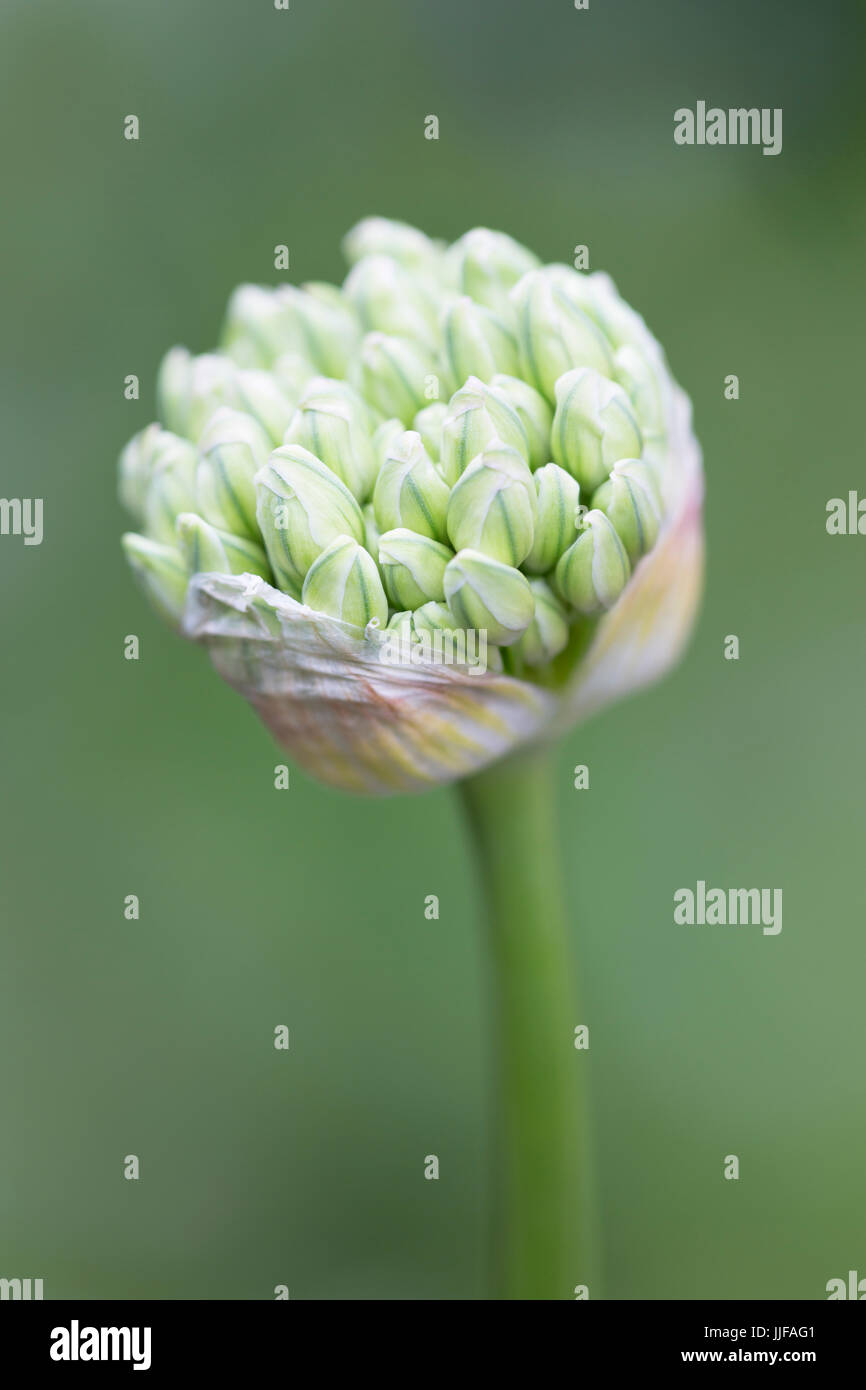 Allium nigrum - Black Garlic Stock Photo