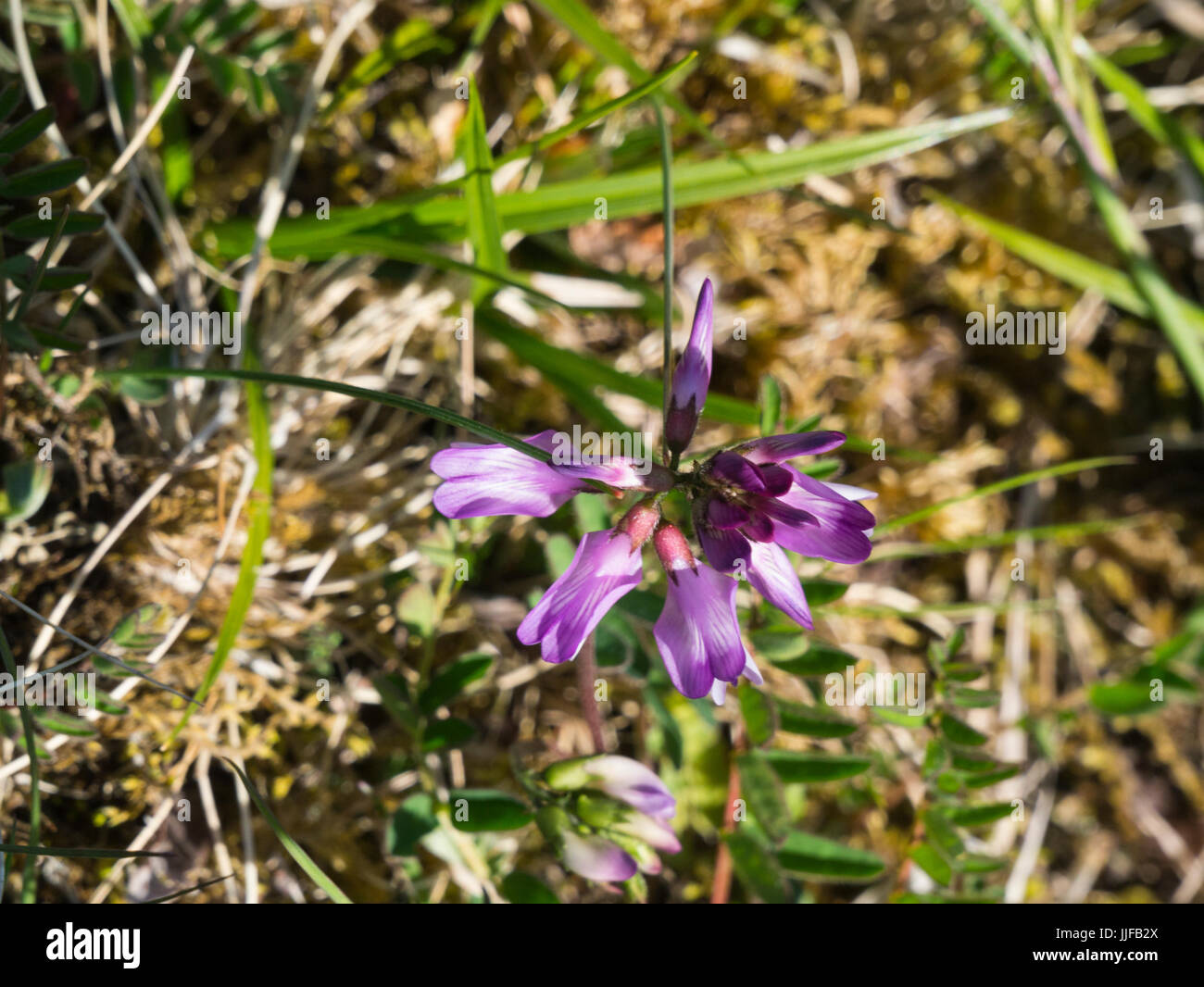 Purple flower in Svartisen National Park Nordland Norway Stock Photo