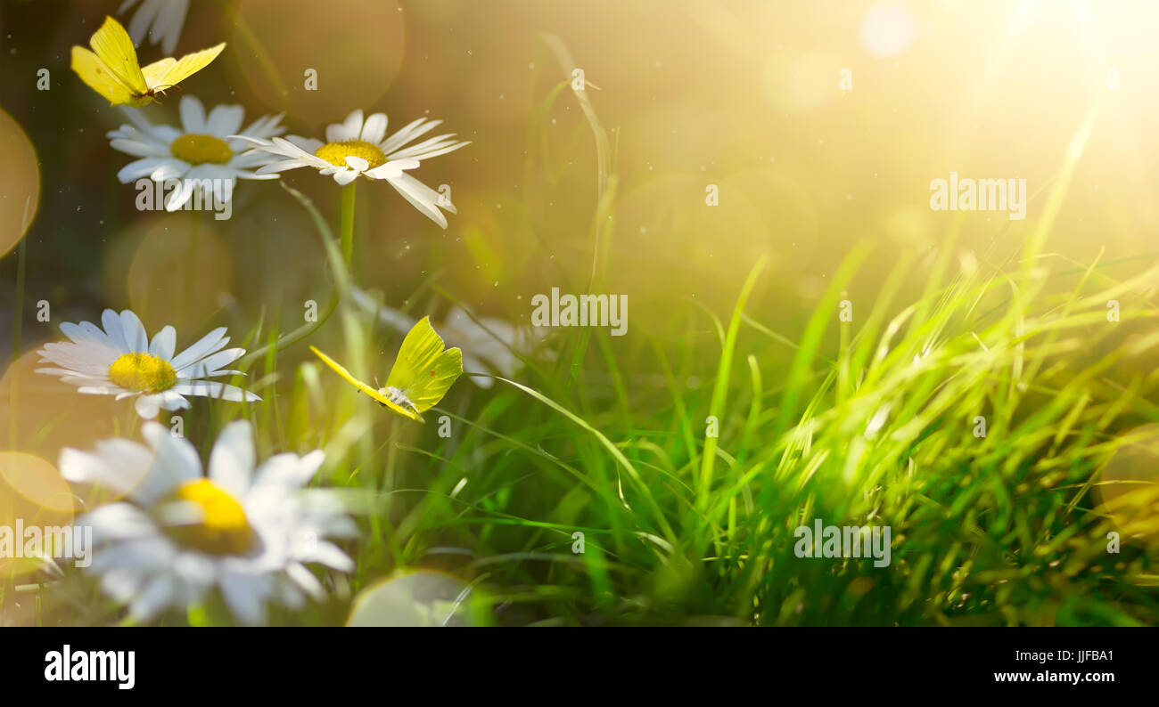 art abstract spring background or summer background with fresh flowers ...