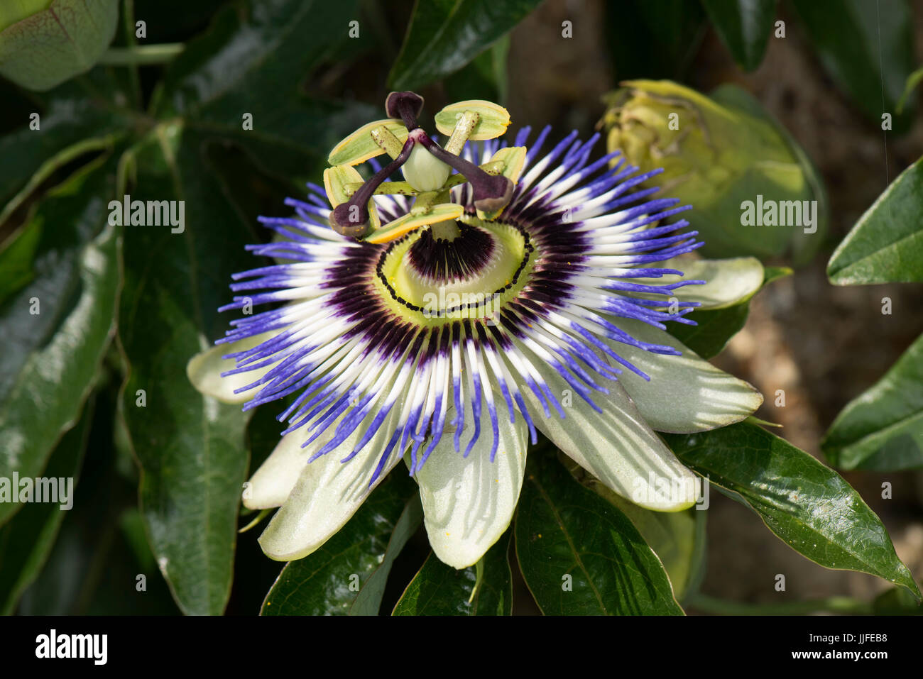 Blue passion flower, Passiflora caerulea, fully open and demonstrate several symbols of Christian belief from which it derives its name, Berkshire, Ju Stock Photo