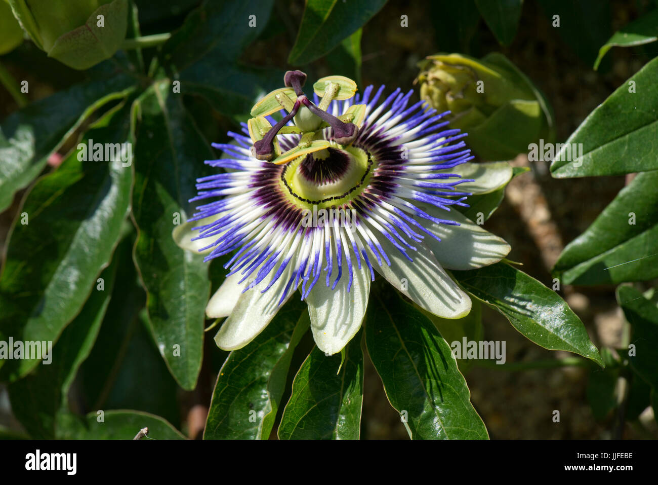 Blue passion flower, Passiflora caerulea, fully open and demonstrate several symbols of Christian belief from which it derives its name, Berkshire, Ju Stock Photo