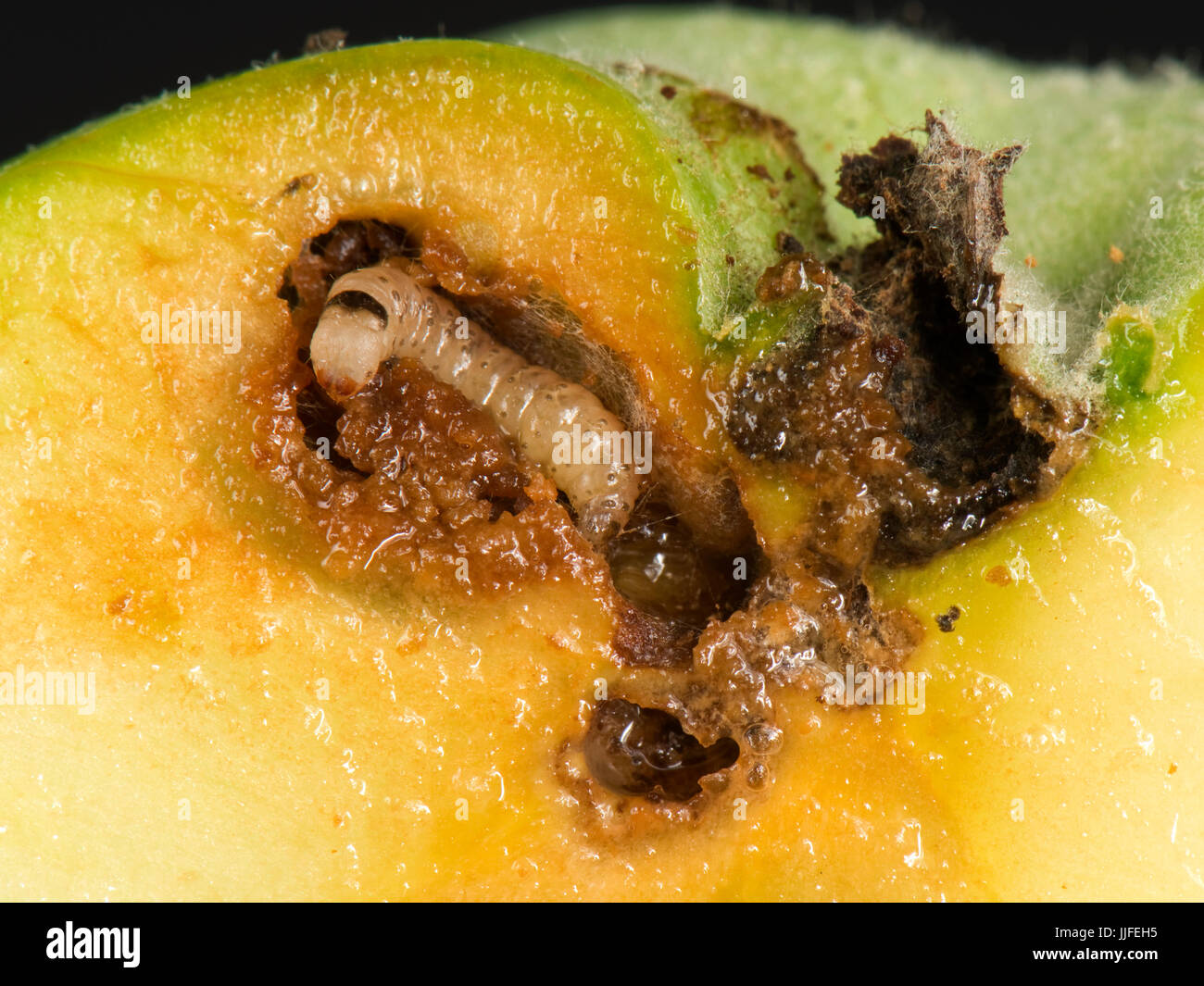 An immature caterpillar of a codling moth, Cydia pomonella, eating its way through a gallery in a ripening apple fruit, Berkshire, July Stock Photo