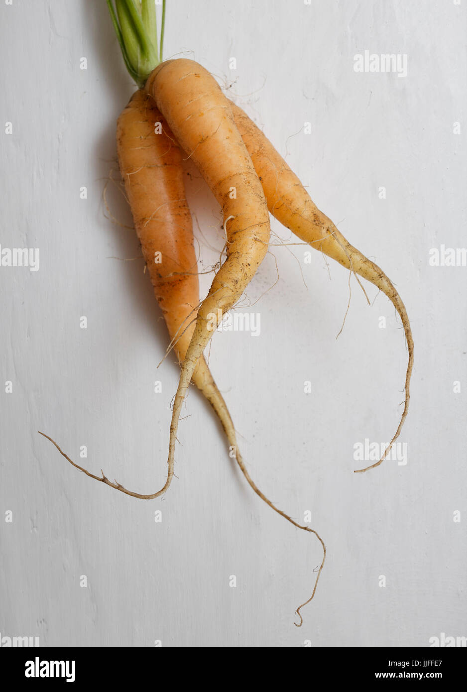 Wonky vegetable, reduce food waste. Recently harvested carrot(s) that has grown in an odd way. Stock Photo