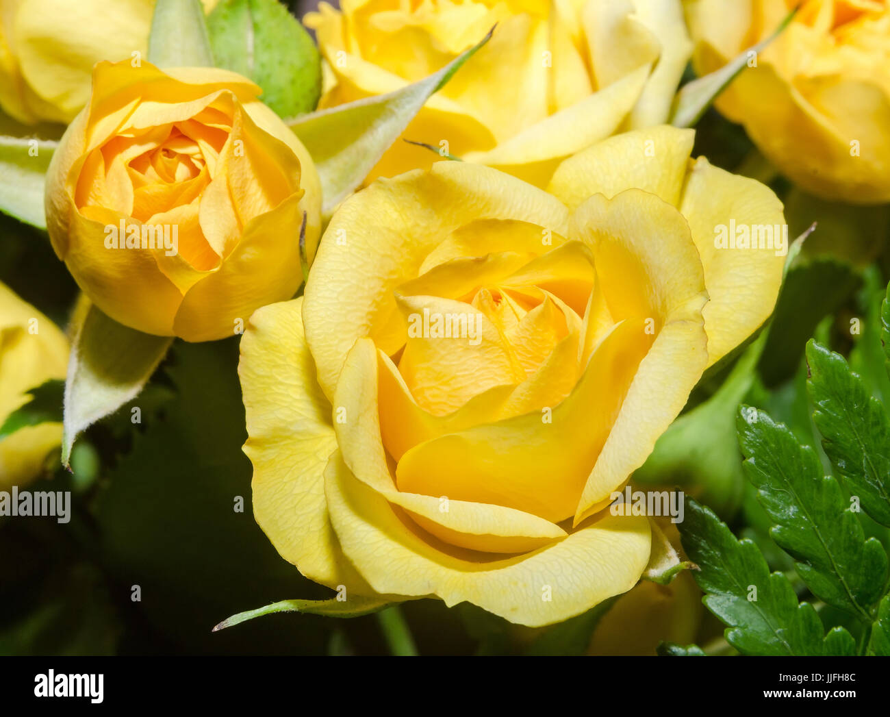 Yellow Roses Side View Yellow roses flowers, close up, bouquet, floral arrangement, green ...
