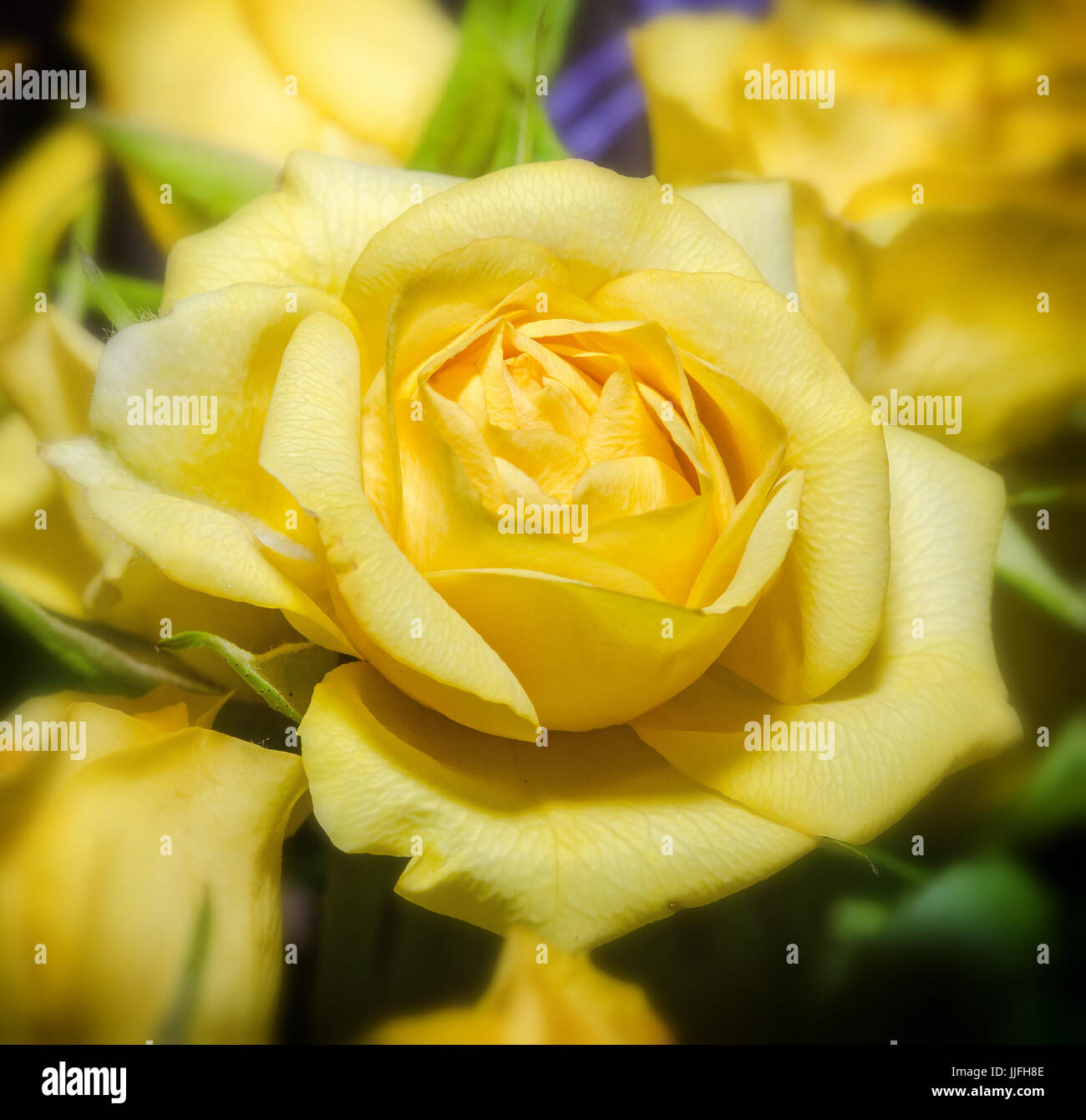 Yellow Roses Side View Yellow roses flowers, close up, bouquet, floral arrangement, green ...