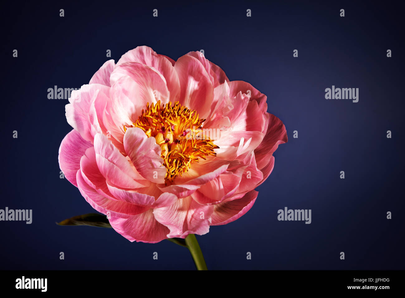 pink peony over dark blue background Stock Photo - Alamy