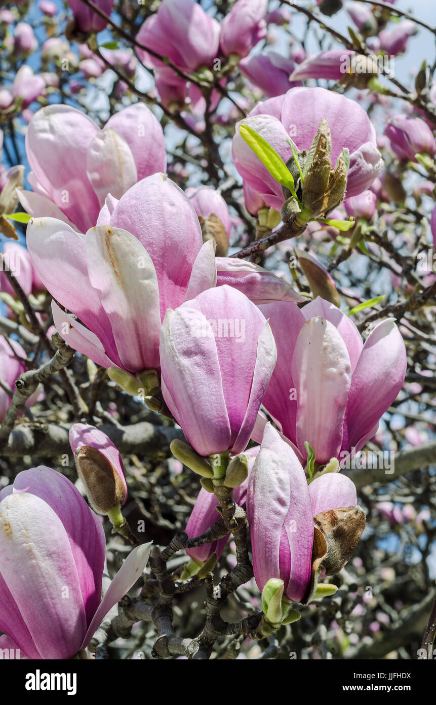 Pink Magnolia branch flowers, tree flowers, blue sky background Stock ...