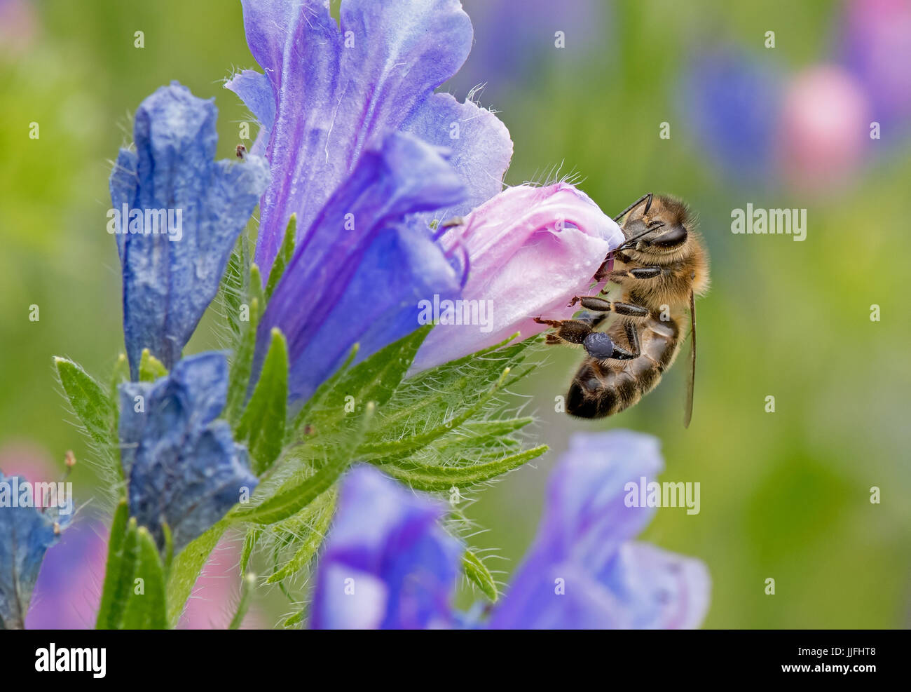 Honeybee-Apis mellifera nectaring on wild flowers. Uk Stock Photo