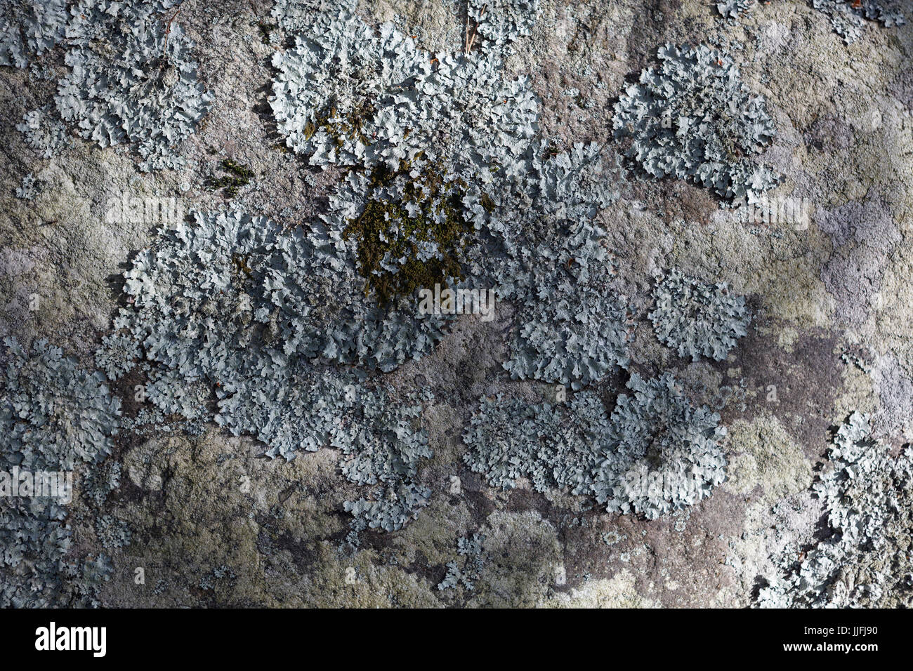 Lichen on stone Stock Photo