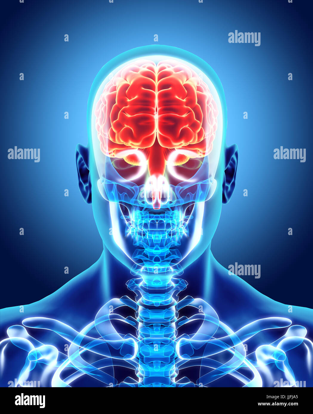 Human Internal Organic - Human Brain, 3D illustration medical concept. Stock Photo